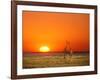 Sun-setting on a Giraffe Couple, Namibia-Janis Miglavs-Framed Photographic Print