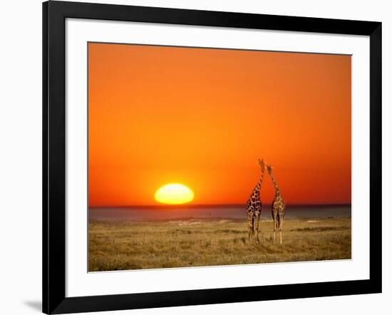 Sun-setting on a Giraffe Couple, Namibia-Janis Miglavs-Framed Photographic Print