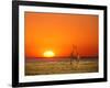 Sun-setting on a Giraffe Couple, Namibia-Janis Miglavs-Framed Photographic Print