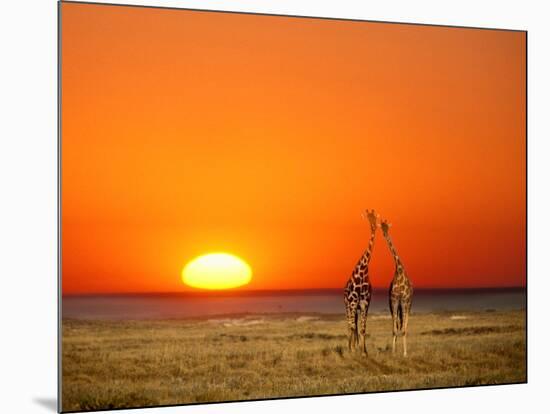 Sun-setting on a Giraffe Couple, Namibia-Janis Miglavs-Mounted Photographic Print