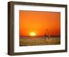 Sun-setting on a Giraffe Couple, Namibia-Janis Miglavs-Framed Photographic Print