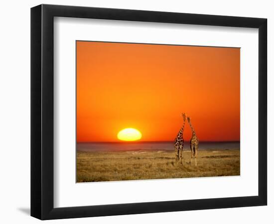 Sun-setting on a Giraffe Couple, Namibia-Janis Miglavs-Framed Photographic Print