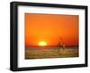 Sun-setting on a Giraffe Couple, Namibia-Janis Miglavs-Framed Photographic Print