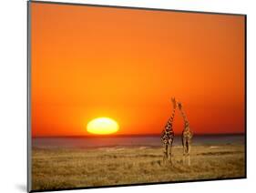 Sun-setting on a Giraffe Couple, Namibia-Janis Miglavs-Mounted Photographic Print