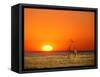 Sun-setting on a Giraffe Couple, Namibia-Janis Miglavs-Framed Stretched Canvas