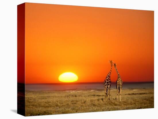 Sun-setting on a Giraffe Couple, Namibia-Janis Miglavs-Stretched Canvas