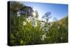 Sun shines on daffodils in bloom on green fields of the Orobie Alps, Dossa, province of Sondrio, Va-Roberto Moiola-Stretched Canvas