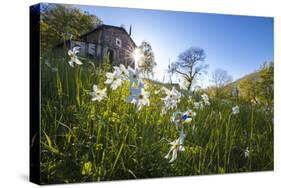 Sun shines on daffodils in bloom on green fields of the Orobie Alps, Dossa, province of Sondrio, Va-Roberto Moiola-Stretched Canvas