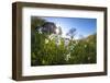 Sun shines on daffodils in bloom on green fields of the Orobie Alps, Dossa, province of Sondrio, Va-Roberto Moiola-Framed Photographic Print