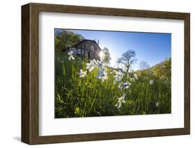 Sun shines on daffodils in bloom on green fields of the Orobie Alps, Dossa, province of Sondrio, Va-Roberto Moiola-Framed Photographic Print