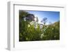 Sun shines on daffodils in bloom on green fields of the Orobie Alps, Dossa, province of Sondrio, Va-Roberto Moiola-Framed Photographic Print