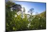 Sun shines on daffodils in bloom on green fields of the Orobie Alps, Dossa, province of Sondrio, Va-Roberto Moiola-Mounted Photographic Print