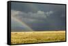 Sun Shining on Grassland under Storym and Rain-BackyardProductions-Framed Stretched Canvas