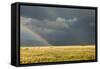 Sun Shining on Grassland under Storym and Rain-BackyardProductions-Framed Stretched Canvas