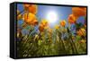 Sun Shining over a Meadow of Poppies-Craig Tuttle-Framed Stretched Canvas