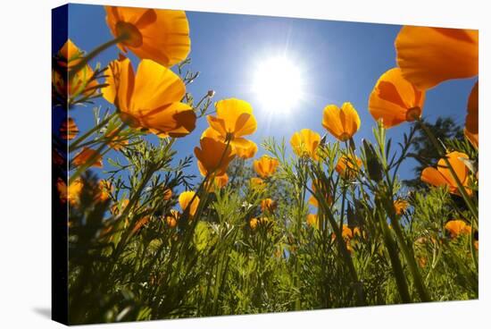 Sun Shining over a Meadow of Poppies-Craig Tuttle-Stretched Canvas