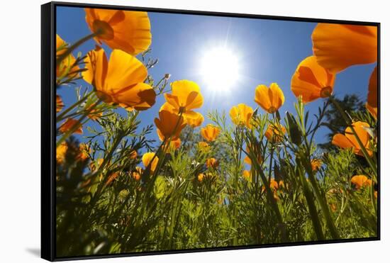 Sun Shining over a Meadow of Poppies-Craig Tuttle-Framed Stretched Canvas