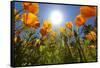 Sun Shining over a Meadow of Poppies-Craig Tuttle-Framed Stretched Canvas