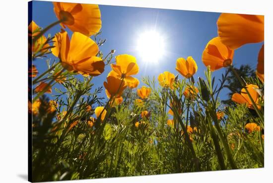 Sun Shining over a Meadow of Poppies-Craig Tuttle-Stretched Canvas