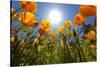 Sun Shining over a Meadow of Poppies-Craig Tuttle-Stretched Canvas