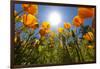Sun Shining over a Meadow of Poppies-Craig Tuttle-Framed Photographic Print