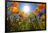 Sun Shining over a Meadow of Poppies-Craig Tuttle-Framed Photographic Print