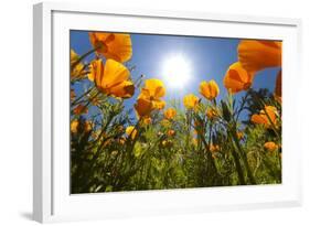 Sun Shining over a Meadow of Poppies-Craig Tuttle-Framed Photographic Print