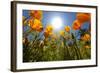 Sun Shining over a Meadow of Poppies-Craig Tuttle-Framed Photographic Print