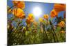 Sun Shining over a Meadow of Poppies-Craig Tuttle-Mounted Photographic Print