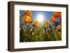 Sun Shining over a Meadow of Poppies-Craig Tuttle-Framed Photographic Print