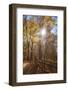 Sun shining through colorful Fall foliage-Anna Miller-Framed Photographic Print