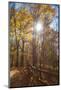 Sun shining through colorful Fall foliage-Anna Miller-Mounted Photographic Print