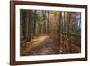 Sun shining through colorful Fall foliage-Anna Miller-Framed Photographic Print