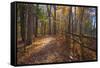 Sun shining through colorful Fall foliage-Anna Miller-Framed Stretched Canvas