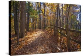 Sun shining through colorful Fall foliage-Anna Miller-Stretched Canvas