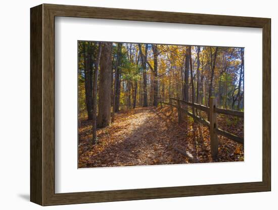 Sun shining through colorful Fall foliage-Anna Miller-Framed Photographic Print