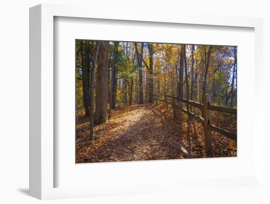 Sun shining through colorful Fall foliage-Anna Miller-Framed Photographic Print