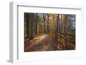 Sun shining through colorful Fall foliage-Anna Miller-Framed Photographic Print