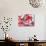 Sun Shining Through Maple Leaf-Naoki Mutai-Stretched Canvas displayed on a wall