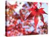 Sun Shining Through Maple Leaf-Naoki Mutai-Stretched Canvas