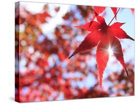 Sun Shining Through Maple Leaf-Naoki Mutai-Stretched Canvas