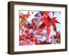 Sun Shining Through Maple Leaf-Naoki Mutai-Framed Photographic Print