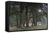 Sun Shining Through Trees in Common Alder (Alnus Glutinosa) Forest, Denmark, September-Möllers-Framed Stretched Canvas