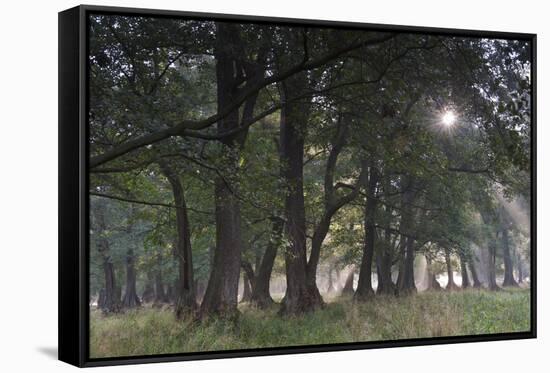 Sun Shining Through Trees in Common Alder (Alnus Glutinosa) Forest, Denmark, September-Möllers-Framed Stretched Canvas
