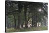 Sun Shining Through Trees in Common Alder (Alnus Glutinosa) Forest, Denmark, September-Möllers-Stretched Canvas