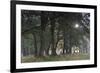 Sun Shining Through Trees in Common Alder (Alnus Glutinosa) Forest, Denmark, September-Möllers-Framed Photographic Print