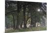 Sun Shining Through Trees in Common Alder (Alnus Glutinosa) Forest, Denmark, September-Möllers-Mounted Photographic Print