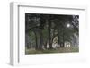 Sun Shining Through Trees in Common Alder (Alnus Glutinosa) Forest, Denmark, September-Möllers-Framed Photographic Print