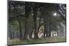 Sun Shining Through Trees in Common Alder (Alnus Glutinosa) Forest, Denmark, September-Möllers-Mounted Photographic Print