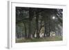 Sun Shining Through Trees in Common Alder (Alnus Glutinosa) Forest, Denmark, September-Möllers-Framed Photographic Print